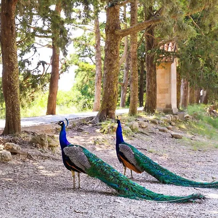 Vivian Апартаменты