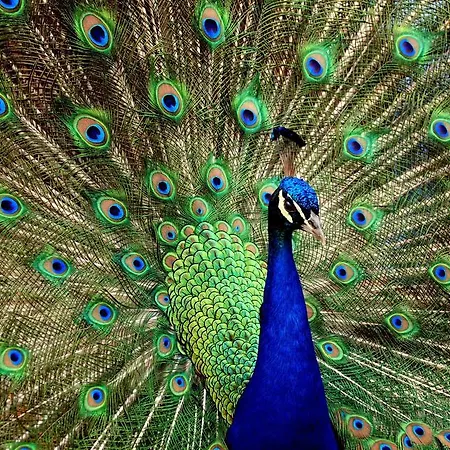 Апартаменты Vivian