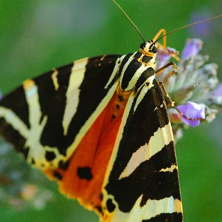 Vivian Appartement Ialysos (Rhodes)