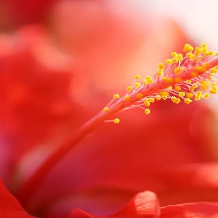 Vivian Appartement *