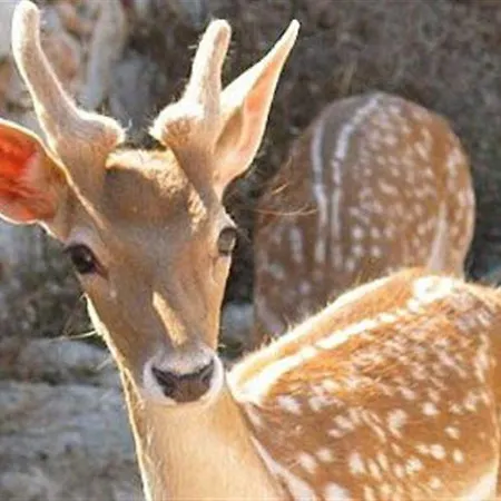 Vivian Appartement *