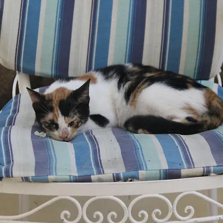 公寓 薇薇安一室公寓酒店