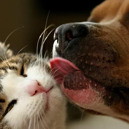 薇薇安一室公寓酒店