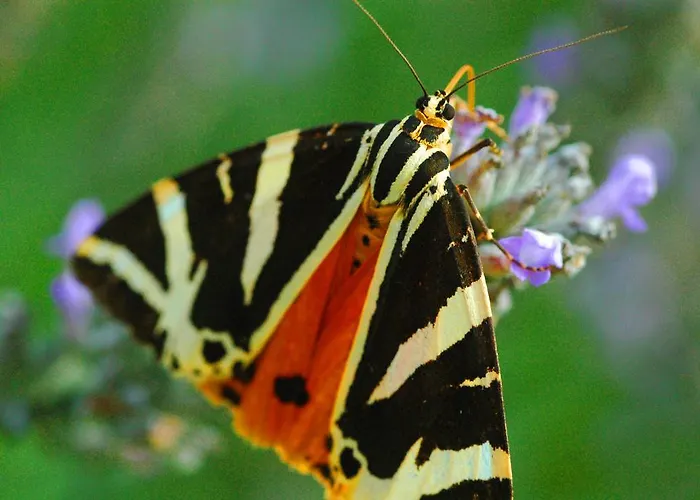 Vivian Daire Ialysos (Rhodes)